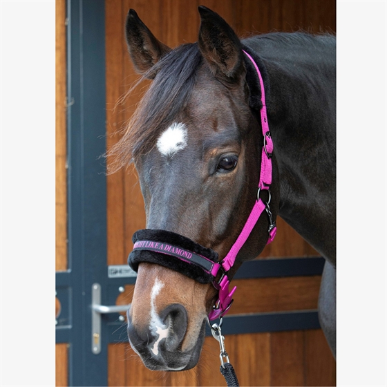 Harry\'s Horse kantar Lyrics Quotes