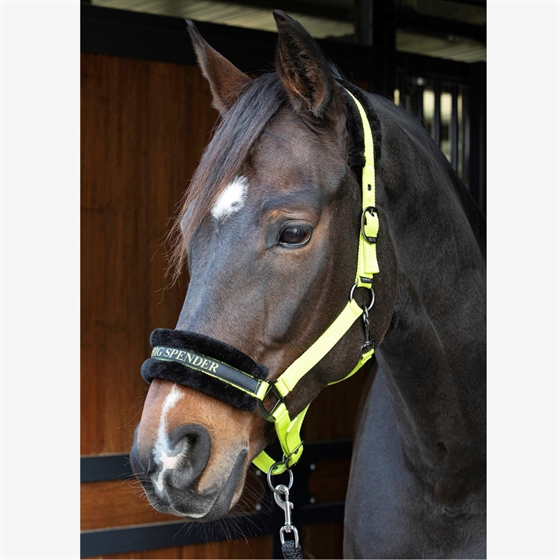 Harry\'s Horse kantar Lyrics Quotes