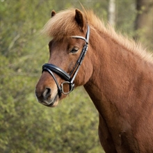 BR Ogłowie islandzkie Barnet