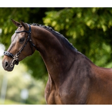 BR ogłowie Lydney hackamore