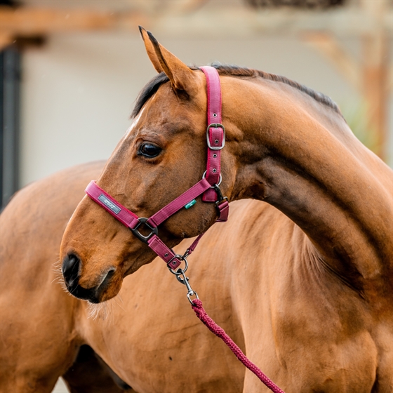 Horseware Amigo Zestaw kantara 