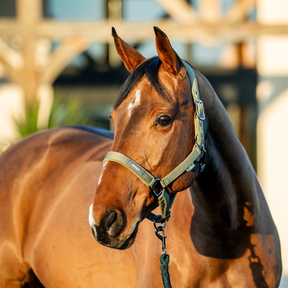 Horseware Amigo Zestaw kantara 