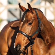 Horseware Amigo Zestaw kantara 