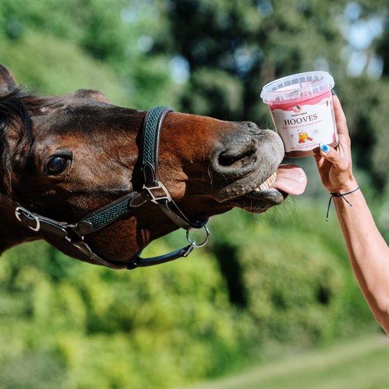 Candy Horse przysmaki dla koni Hooves wiadro 1,2 litra