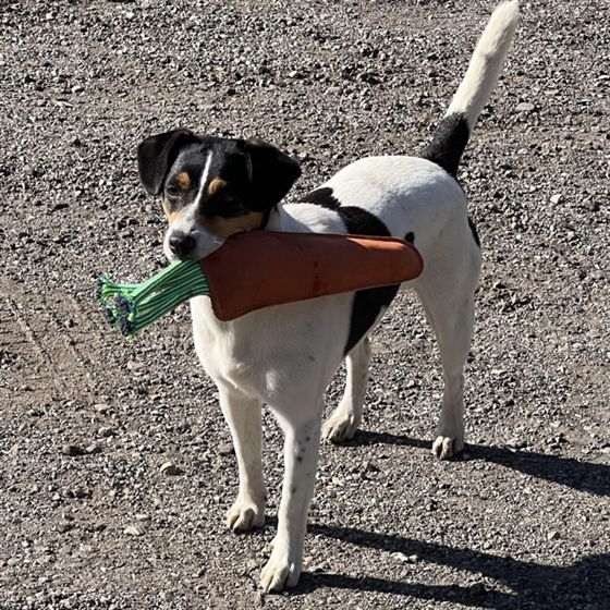 AB Zabawka dla koni Marchewka 31 cm