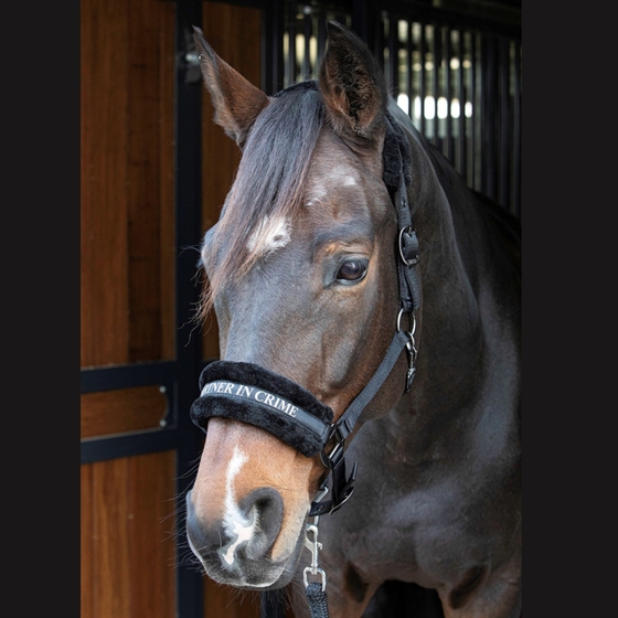 Harry\'s Horse kantar Lyrics Quotes