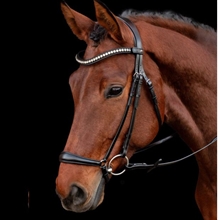 Schockemöhle SP Pisa