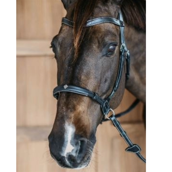 Dyon ogłowie bezwędzidłowe